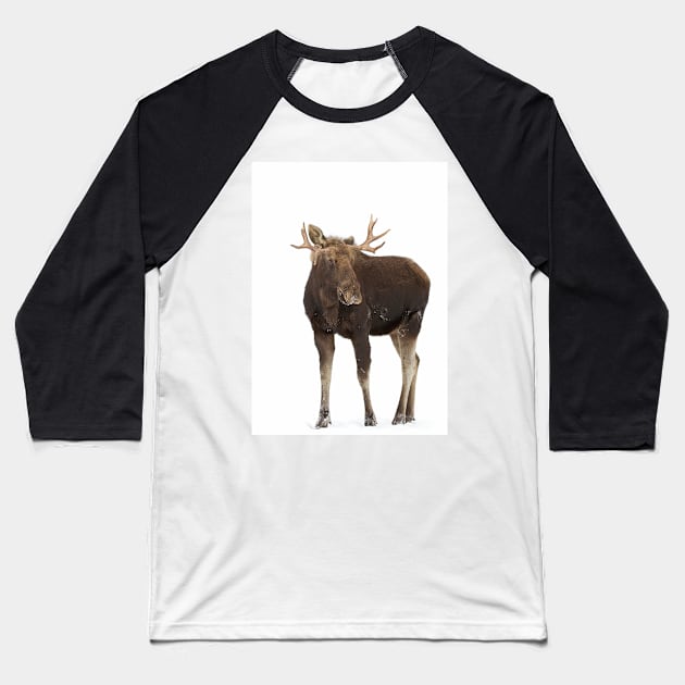 Moose in winter Baseball T-Shirt by Jim Cumming